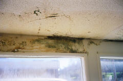 Mold on walls in large colonizations