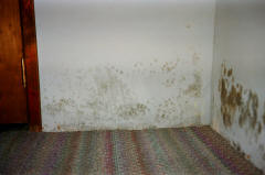 Mold on wet walls